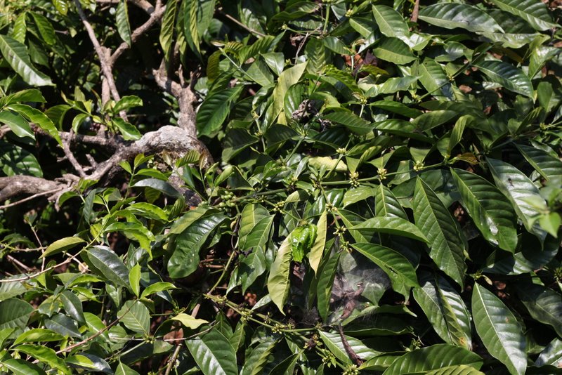 The buds become coffee bean pods.